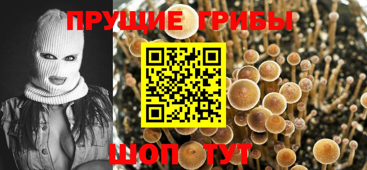 Галлюциногенные грибы Psilocybine cubensis Советский
